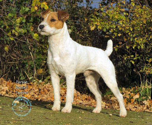 Parson Russell Terrier 9T016D-223.JPG